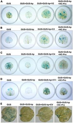 Identification and Functional Analysis of Four RNA Silencing Suppressors in Begomovirus Croton Yellow Vein Mosaic Virus